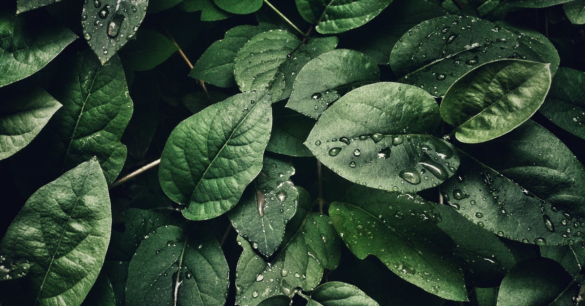 Het enige dat u dit voorjaar niet zou moeten planten, waarschuwen lokale functionarissen